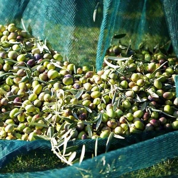100%new Virgin Hdpe UV Treated Olive Collection Net Olive Harvest Net