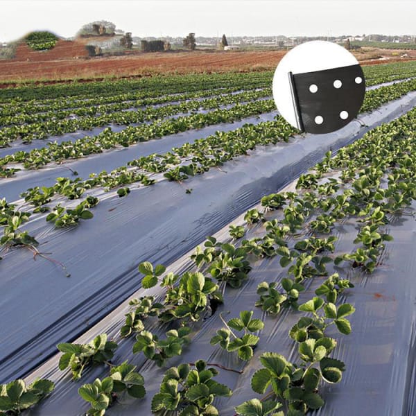Agricultural Soft Plastic Mulch Films Black Ground Cover Polyethylene Sheet For Fruit Crop Grow Cover And Farm Use