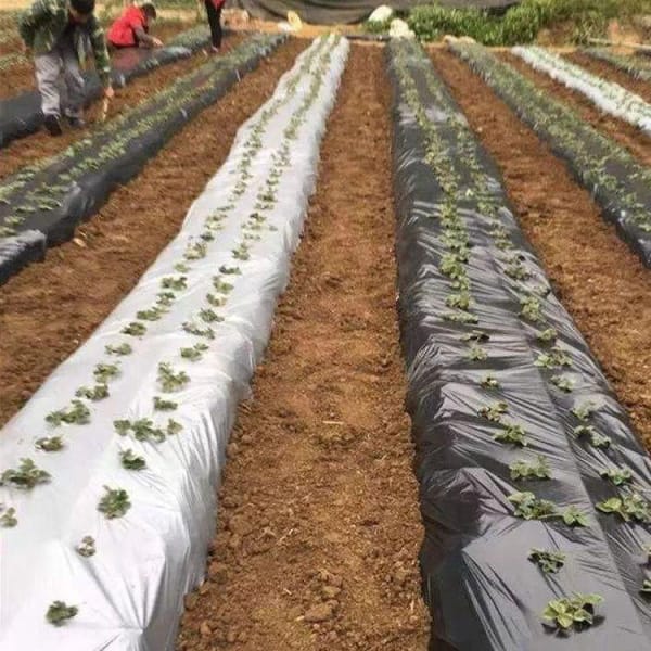 Black Prevent Grass Growth Agricultural Plastic Mulch Film Ground Cover