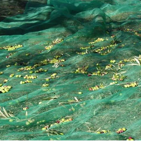 Factory For Olive Harvesting Horticulture Net