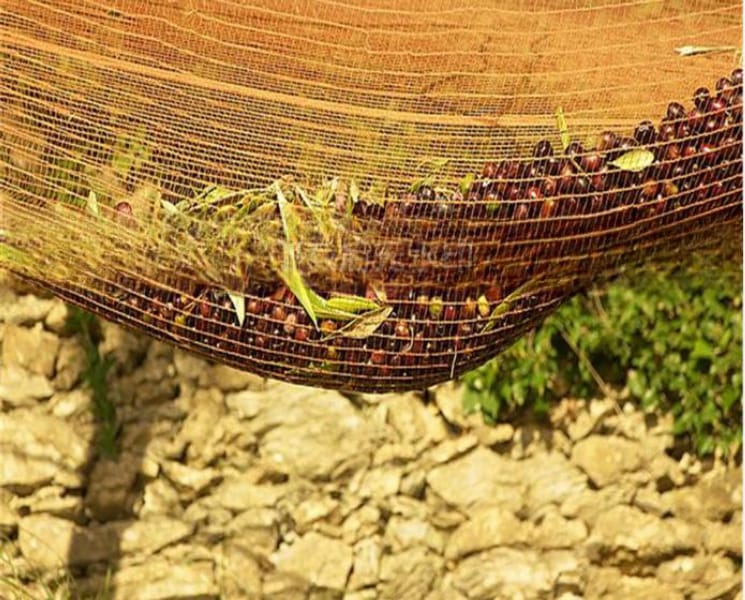 Olive Harvesting Netting